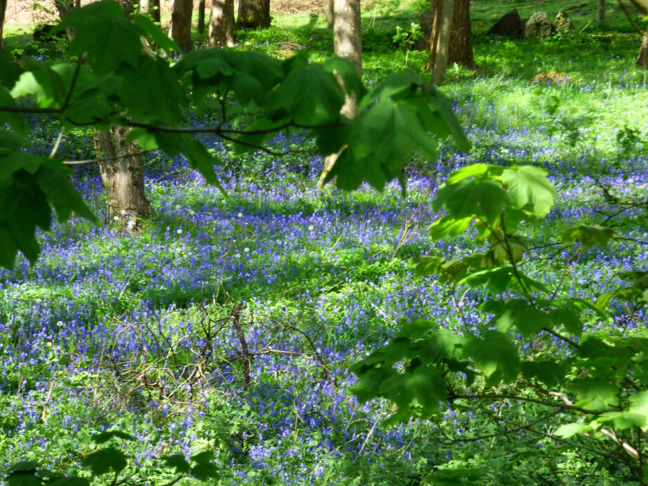 bluebells